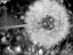 dandelion_seed_head_web