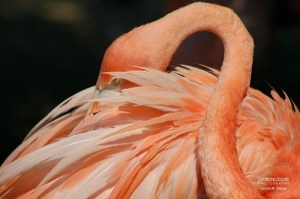 flamingo_2_web