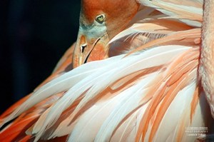 flamingo_3_web