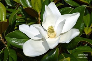 Magnolia