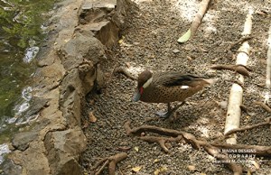 white_cheeked_pintail.web 500