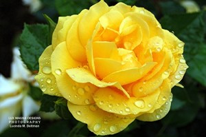 Yellow Rose.web 500